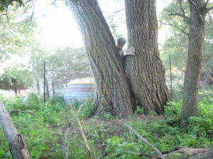 Double-Trunked-Siberian-Elm