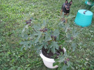 Fig-Tree-Fruiting-Pot