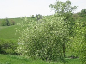 Flowering-Black-Cherry