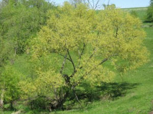 Flowering-Black-Willow-Tree