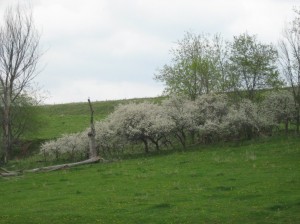 Flowering-Plum-Thicket