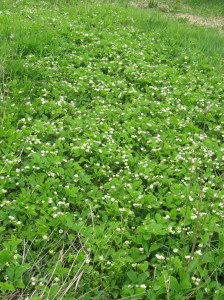 Flowering-Strawberry-Bed