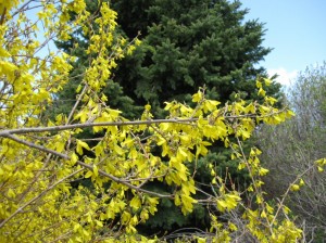 Forsythia-Spruce