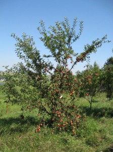 Gala-Apple-Fruit-Weighing-Down-Branches