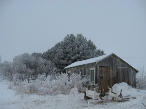 Geese-Waiting-For-Spring-Season
