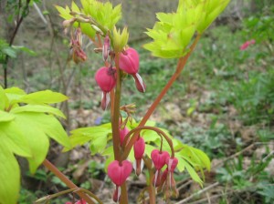 Gold-Heart-Bleeding-Heart