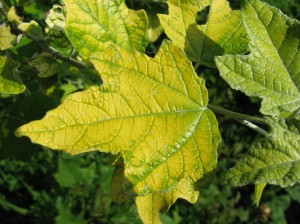 Golden-Poplar-Leaf