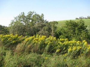 Goldenrod-Flowering