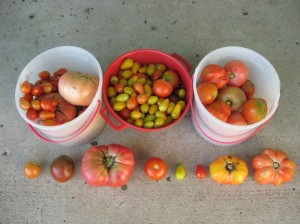 Growing-Many-Tomato-Varieties