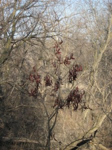 Honey-Locust-Pods-Hanging-Spring