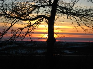 Honey-Locust-Sunset