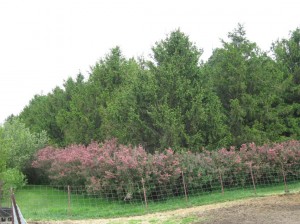 Honeysuckle-Flowering-Windbreak