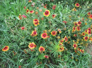 Hot-Color-Flowers