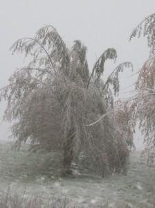 Hybrid-Willow-Ice-Storm