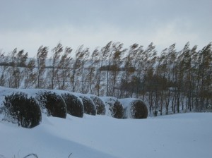 Hybrid-Willow-Snow