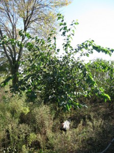 Illinois-Everbearing-Mulberry-Vigorous-Growth