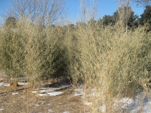 Iowa-Bamboo-Dead-Leaves