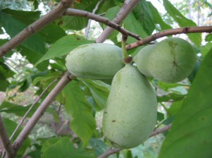 Iowa-Pawpaw