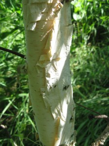 Japanese-White-Birch-Bark