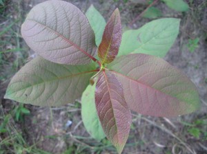 Korean-Poplar-New-Leaves