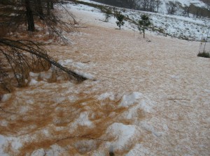 Larch-Needles-Falling