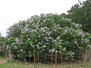 Large-Flowering-Lilac-Shrub