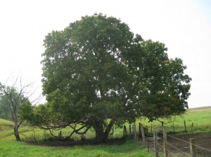 Large-Ohio-Buckeye