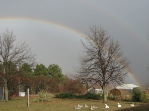Late-November-Rainbow