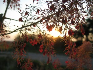 Macleaya-Cordata