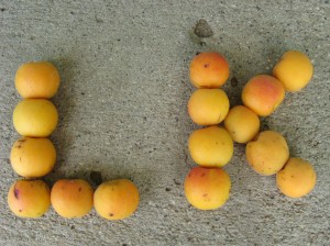 Manchurian-Apricot-Fruit