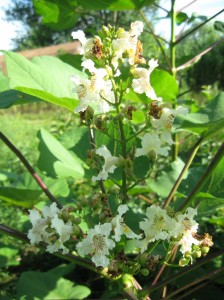 Many-Chinese-Catalpa-Blooms