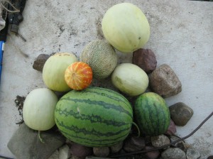 Many-Melons-Garden-Harvest