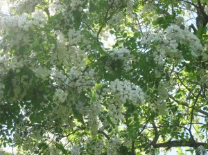 Mass-Quantities-Black-Locust-Flowers