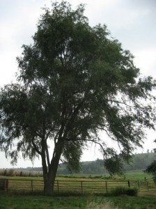 Mature-Siberian-Elm