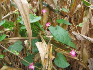 Morning-Glory-Corn