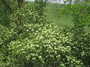 Nannyberry-Shrub-Flowers