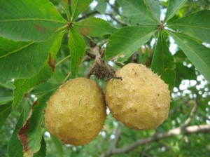 Ohio-Buckeye-Fruit