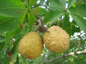 Ohio-Buckeye-Fruit