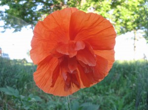 Orange-Poppy-Flower