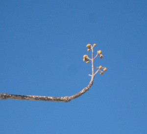 Paulownia-Flower-Buds