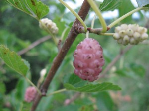 Pink-Mulberry