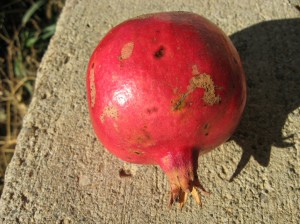 Pomegranate-Fruit-Iowa