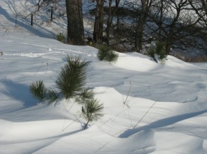 Ponderosa-Pines-Snow-Drift