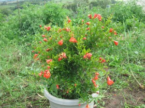 Potted-Flowering-Pomegranate