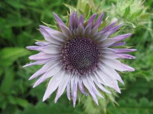 Prickly-Flower