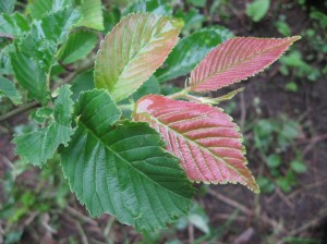 Prospector-Elm-New-Red-Leaves