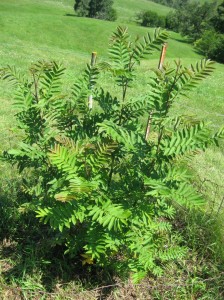 Pterocarya-Hupehensis-Fast-Growing-Tree