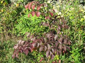 Purple-Aralia-Spinosa