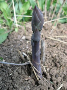 Purple-Asparagus