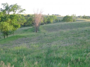 Red-Clover-Hay